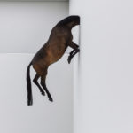 Kunstinstallation Pferd mit Wand